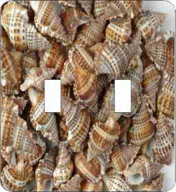 Brown Frog Sea Shells Double Switch Plate Cover